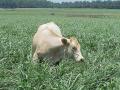 Pearl millet (Pennisetum glaucum), forage grazing, USA