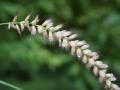 Nigeria grass (Pennisetum pedicellatum) inflorescence, Burkina Faso