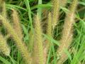 Pennisetum polystachion inflorescences at Kahului Airport, Maui