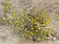 African sheepbush (Pentzia incana) habit