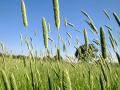 Bulbous canary grass (Phalaris aquatica), habit, USA