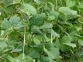 Common bean (Phaseolus vulgaris) habit
