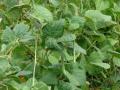 Common bean (Phaseolus vulgaris) habit