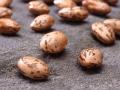 Common bean seeds (Phaseolus vulgaris) var. Pinto