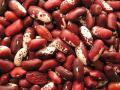 Common bean (Phaseolus vulgaris) seeds