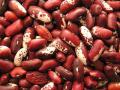 Common bean (Phaseolus vulgaris) seeds