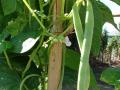 Common bean (Phaseolus vulgaris) flowers and pods