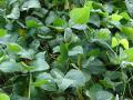 Lima bean (Phaseolus lunatus), leaves, Maui, Hawaii