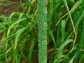 Timothy grass (Phleum pratense), seedhead, Germany