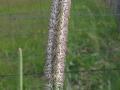 Timothy grass (Phleum pratense), inflorescence