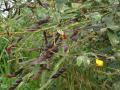 Pigeon pea (Cajanus cajan), foliage and pods