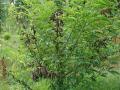 Pigeon pea (Cajanus cajan), habit