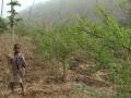 Pigeon pea (Cajanus cajan) plantation providing green forage for rabbits in Benin