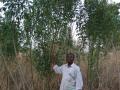 Pigeon pea (Cajanus cajan) plants in Togo