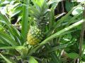 Pineapple (Ananas comosus) habit, Indonesia