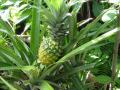 Pineapple (Ananas comosus), habit, Bali, Indonesia