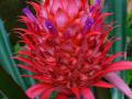 Pineapple (Ananas comosus) inflorescence, Botanical garden, Germany