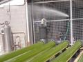 Microalgae (Nannochloropsis) in pipes, aquaculture facilities in Australia