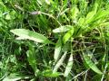 Ribwort plantain (Plantago lanceolata), habit, Spain