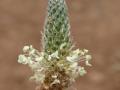 Ribwort plantain (Plantago lanceolata), inflorescence, Hawaii