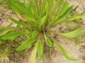 Ribwort plantain (Plantago lanceolata), leaves, Japan