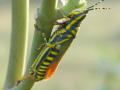 Poekilocerus pictus grasshopper