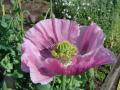 Poppy (Papaver somniferum), flower and seedhead, England