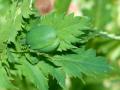 Poppy (Papaver somniferum), leaves and bud