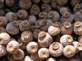 Poppy (Papaver somniferum), dried seedheads