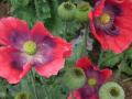 Poppy (Papaver somniferum), seedheads and flowers