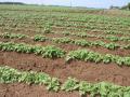 Potato field, France