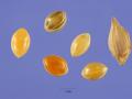 Proso millet (Panicum miliaceum), grains