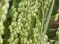 Proso millet (Panicum miliaceum) spike