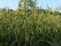 Proso millet (Panicum miliaceum) spike