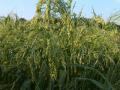 Proso millet (Panicum miliaceum) spike