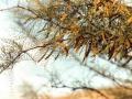 Prosopis chilensis (Molina) Stuntz var. chilensis branch with flowers, Chilean Matorral