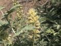 Prosopis farcta flowering