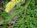 Mesquite (Prosopis juliflora), flowers and leaves, Hawaii