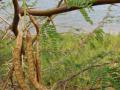 Mesquite (Prosopis juliflora), pods, thorns and leaves, Hawaii