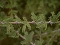 Prosopis (Prosopis cineraria) thorny twig and leaves