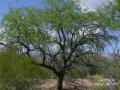 Velvet mesquite (Prosopis velutina) habit