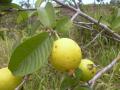 Guava (Psidium guajava) fruits on tree, Maui, Makawao, Hawaii