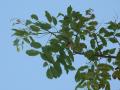 Barwood (Pterocarpus erinaceus) foliage