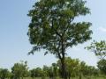 Barwood (Pterocarpus erinaceaus) tree, habit