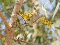 Barwood (Pterocarpus erinaceus) inflorescence