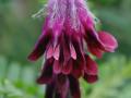 Purple vetch (Vicia benghalensis), flower