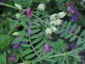 Purple vetch (Vicia benghalensis), habit, Spain