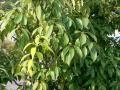 Blue Japanese oak (Quercus glauca), foliage, Osaka-fu, Japan