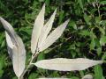 Banj oak (Quercus leucotrichophora), leaves, underside, Spain