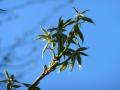 Banj oak (Quercus leucotrichophora), young shoots and leaves, Spain